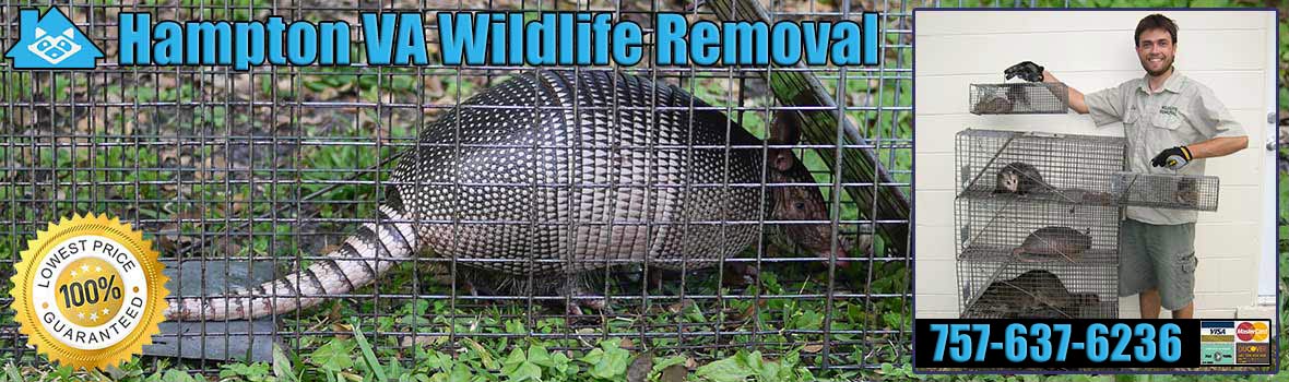 Hampton Wildlife and Animal Removal